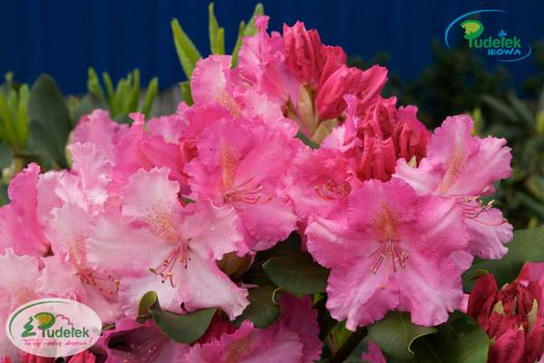 Rhododendron Anastasia